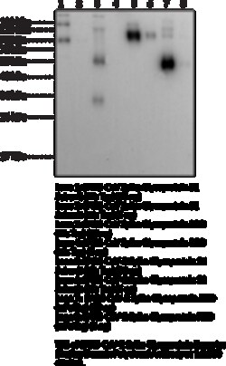 Cayman Chemical SARSCoV2 SpIke GlycoproteIn