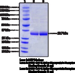 Cayman Chemical SARSCoV2 SpIke GlycoproteIn