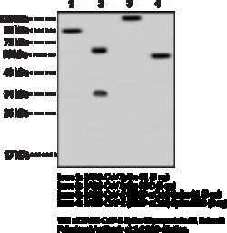 Cayman Chemical SARSCoV2 SpIk Glycoprotin 50uL