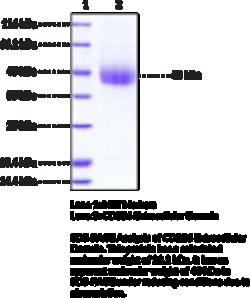 Cayman Chemical&nbsp;CD226 EXrAClular DomaInm 100ug