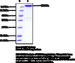 Cayman Chemical TNFRSF8CD30 LNg Isoform EX 1mg
