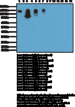 Cayman Chemical&nbsp;IgGmouse RabbIt MoncLNal 100ug