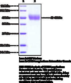 Cayman Chemical B71CD80 LNg Isoform EXrac
