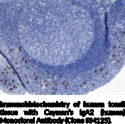 Cayman Chemical&nbsp;IgA2humn Monclonal ntIb 100ug
