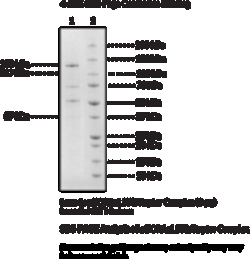 Cayman Chemical&nbsp;mtrmLST8Raptr Complexhu 10ug