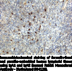 Cayman Chemical&nbsp;IgA1 nd IgA2humn RabbIt 50ug