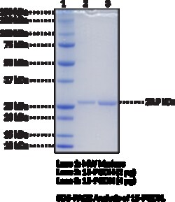 Cayman Chemical 15hydroxy ProstaglndIn Dehy