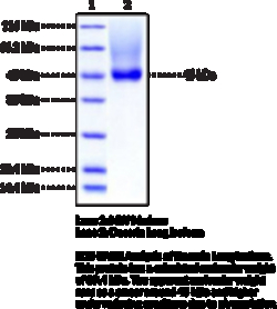 Cayman Chemical&nbsp;DecorIn Long Isoformhumn1mg