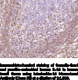 Cayman Chemical InTRleukIn16 MoncLNal nt 50uL
