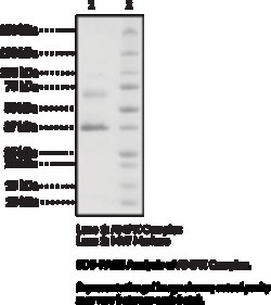Cayman Chemical&nbsp;AMPK Complexa11nd 1 10ug