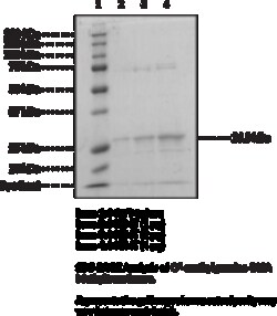 Cayman Chemical O6-methylguanine-DNA Methyltr