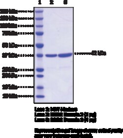 Cayman Chemical&nbsp;BRD2 bromodomaIn 2humnre 100ug