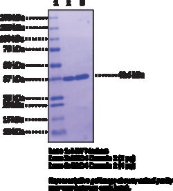 Cayman Chemical&nbsp;BRD4 bromodomaIn 2humnre 100ug