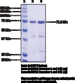 Cayman Chemical&nbsp;BRD2 bromodomaIns 1 nd 2hu