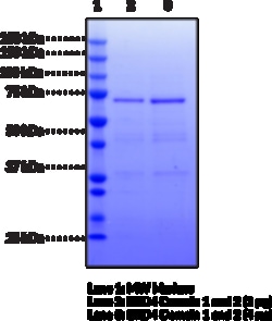 Cayman Chemical&nbsp;BRD4 bromodomaIns 1 nd 2hu