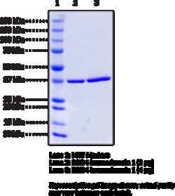 Cayman Chemical&nbsp;BRD4 bromodomaIn 1humnre 100ug