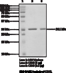 Cayman Chemical&nbsp;CBX5humn recombInt 100ug