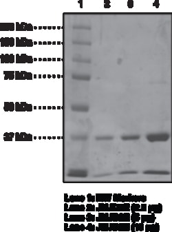 Cayman Chemical&nbsp;JMJD2E Strep-taggedhumnr 100ug