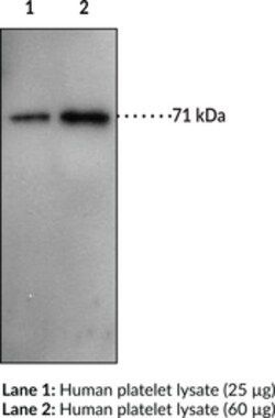 Cayman Chemical&nbsp;ProstaglndIn TrnsporterC- 1ea