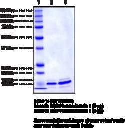 Cayman Chemical&nbsp;BRD4 bromodomaIn 1humnre 100ug