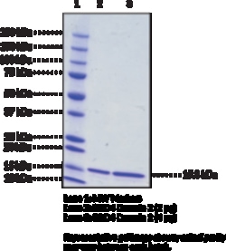 Cayman Chemical&nbsp;BRD4 bromodomaIn 2humnre 100ug