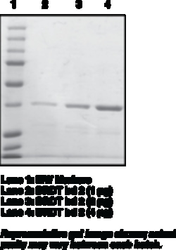 Cayman Chemical&nbsp;BRDT bromodomaIn 2humn rec