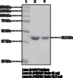 Cayman Chemical&nbsp;JMJD2A tudor domaInshumn100ug
