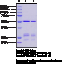 Cayman Chemical&nbsp;BARD1 BRCT domaInshumnre 100ug