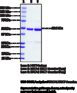 Cayman Chemical&nbsp;BRCA1 BRCT domaInshumnre 100ug