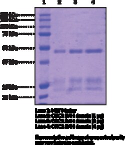 Cayman Chemical ORC1 BAH domaInhumnrecom 1mg