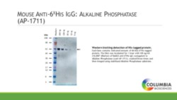Cayman Chemical&nbsp;Mouse ntI-6HIS IgG AlkalIn 1ea