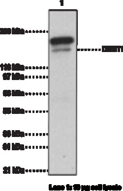 Cayman Chemical DNA MethyltrnsfRase 1 Monc 1ea