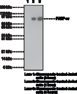 Cayman Chemical PARPCleaved Monclonal nt 1ea, Quantity: Each of 1