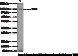 Cayman Chemical Tol-LIke Receptr 8 Monclon 1ea