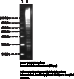 Cayman Chemical&nbsp;MultIubIquItIn ChaIn MoncLN
