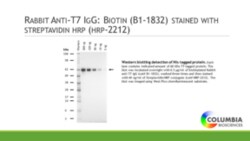 CAYMAN CHEMICAL&nbsp;RabbIt ntI-T7 IgG BIotIn 1ea
