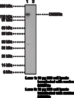 Cayman Chemical DNA MethyltrnsfRase 3a Mon 1ea