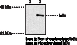 Cayman Chemical&nbsp;IKBaPhospho-Ser3236 Monc 1ea