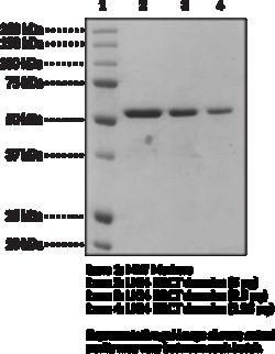 Cayman Chemical&nbsp;LIG4 BRCT domaInshumnrec 100ug