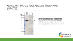 Cayman Chemical Mouse ntI-HA IgGAlkalIn P 1ea