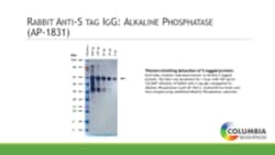 Cayman Chemical&nbsp;Rabbit Anti-S tag IgG Alkalin