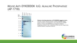 Cayman Chemical&nbsp;Mouse Anti-DYKDDDDK IgG Alkal
