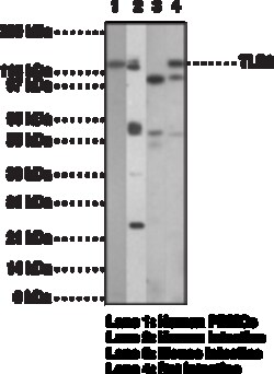 Cayman Chemical Tol-LIke Receptr 9 Monclon 1ea