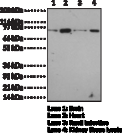 Cayman Chemical TolLIke Receptr 12 Polyclo 1ea