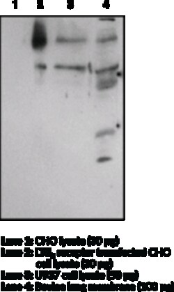 Cayman Chemical BLT1 Receptr PolycLNal ntI 1ea