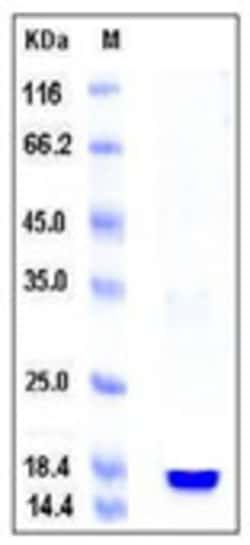 Sino Biological Recombinant Mouse Cyclophilin A Protein (His Tag), Quantity: