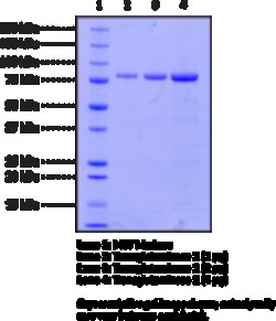Cayman Chemical&nbsp;TrnsglutamInase 2humnre 100ug