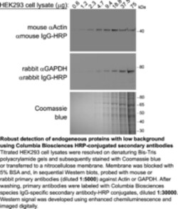 Cayman Chemical&nbsp;Goat ntI-MouseH L HRP 1mg