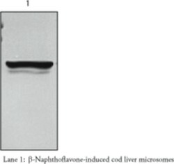 Cayman Chemical CYP1Acod Monclonal ntIbo 500uL