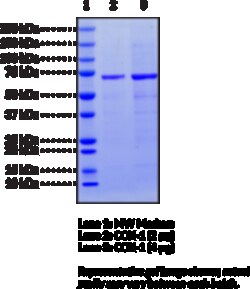 Cayman Chemical&nbsp;COX-1humnrecombInt 5kU